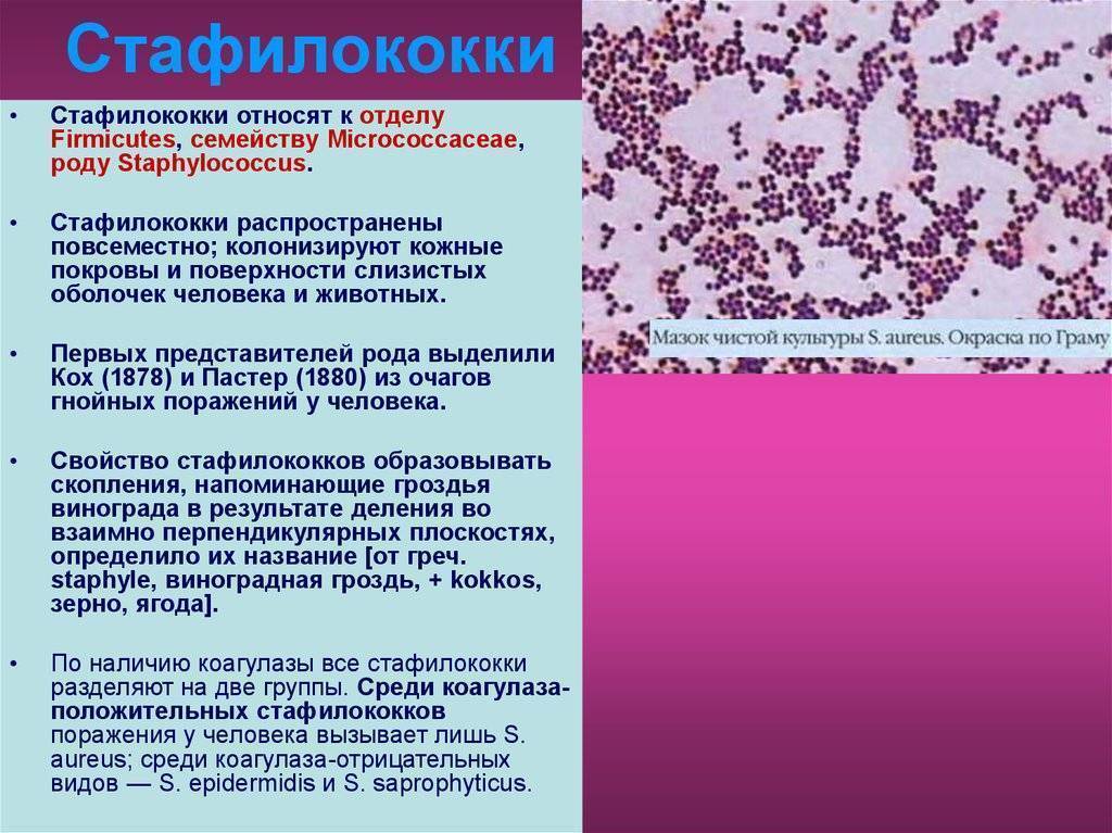 Как лечить золотистый стафилококк в горле и носу у ребенка: симптомы инфекции, причины возникновения, профилактика