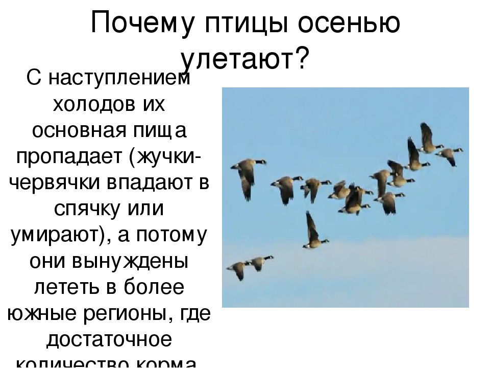 Почему птицы улетают на юг?. мир животных