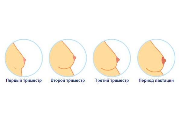 Первые признаки беременности. ранние симптомы беременности