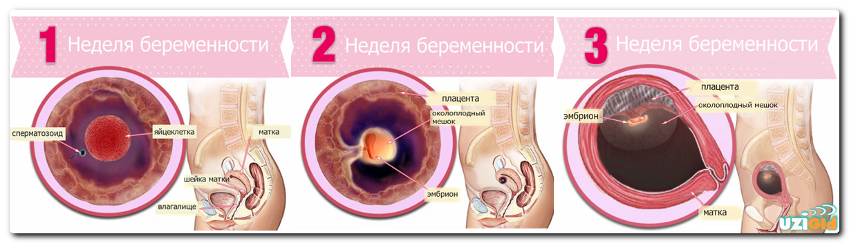 2 неделя беременности, признаки, ощущения, что происходит на второй неделе после зачатия