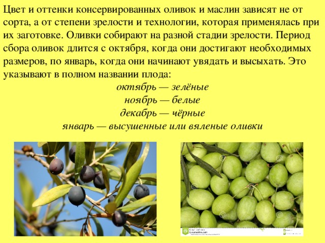 Можно ли есть маслины кормящей маме: можно ли оливки при грудном вскармливании в первый и второй месяц после родов