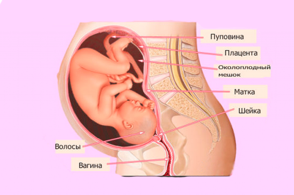 32 неделя беременности рост и развитие малыша