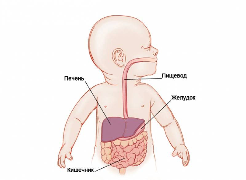 Пищевод у новорожденного. Пищеварительная система новорожденного ребенка до года. Анатомия для детей пищеварительная система. Схема пищеварительной системы новорожденного. Пищевод новорожденного строение.