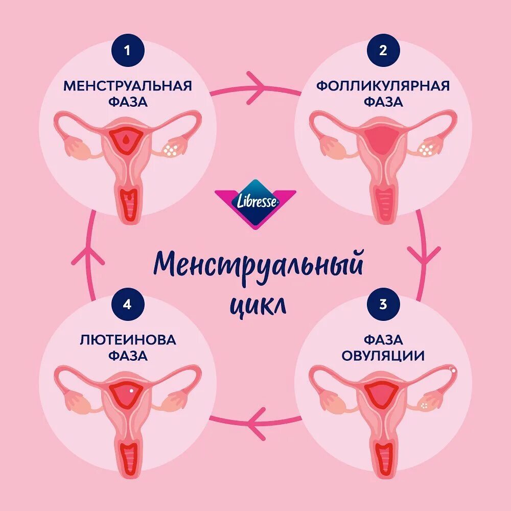 Вторая фаза менструационного. Фазы менструального цикла. Фазы менструационного цикла. Лютеиновая фаза менструационного цикла. 2 Фаза месячных.