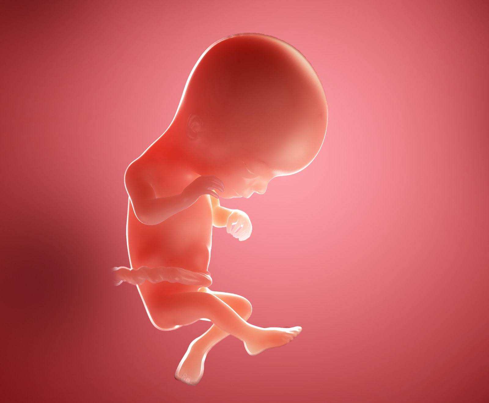 16 неделя беременности: развитие плода и ощущения женщины