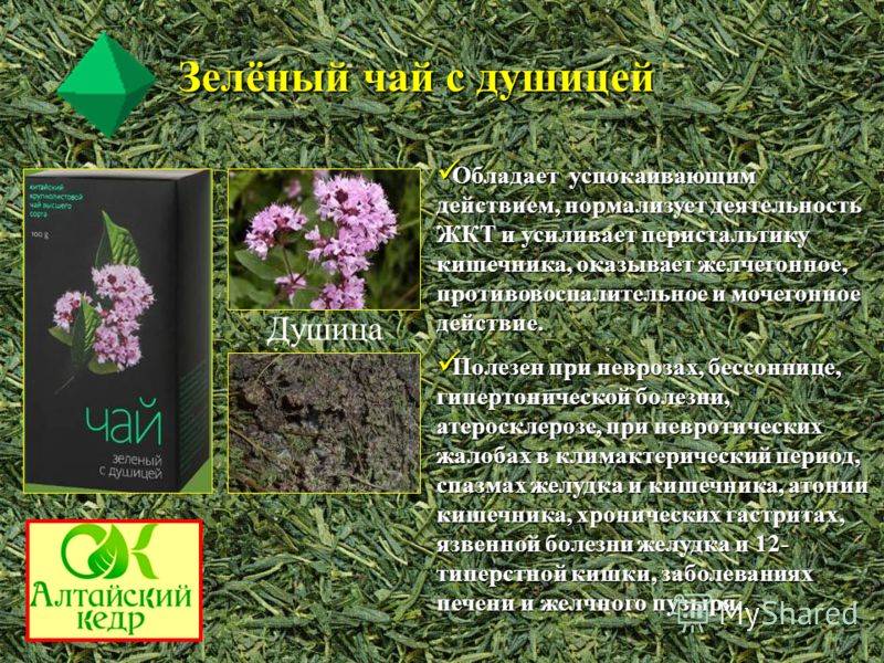 Душица при грудном вскармливании: можно ли употреблять матери и ребенку, какая от этого польза и как правильно ввести в рацион при гв?