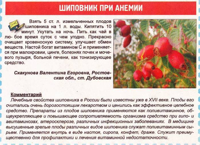 Шиповник при лактации