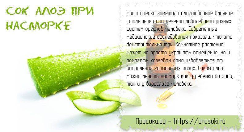 Алоэ в нос детям: можно ли применять его для лечения насморка у малышей, по каким рецептам сделать средство, как разводить сок, а также как правильно закапывать?дача эксперт