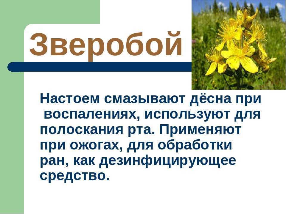 Зверобой для женщин и при беременности