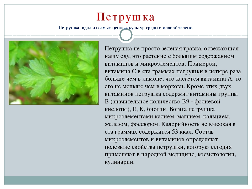 Петрушка при грудном вскармливании