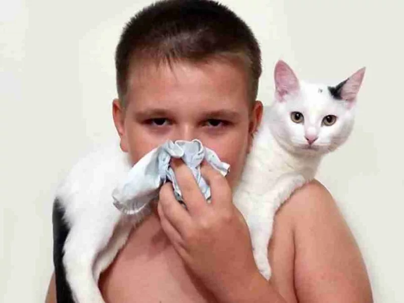 Как проявляется аллергия на кошек у грудничков, симптомы у новорожденных
