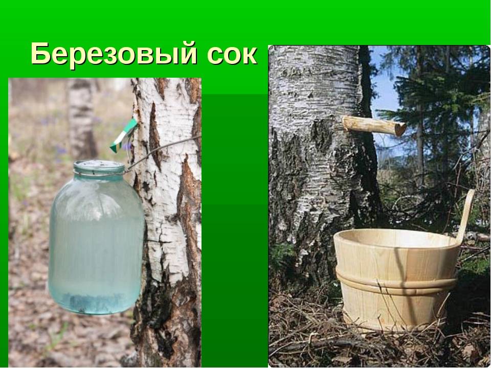 Березовый сок: польза и вред, как сохранить его