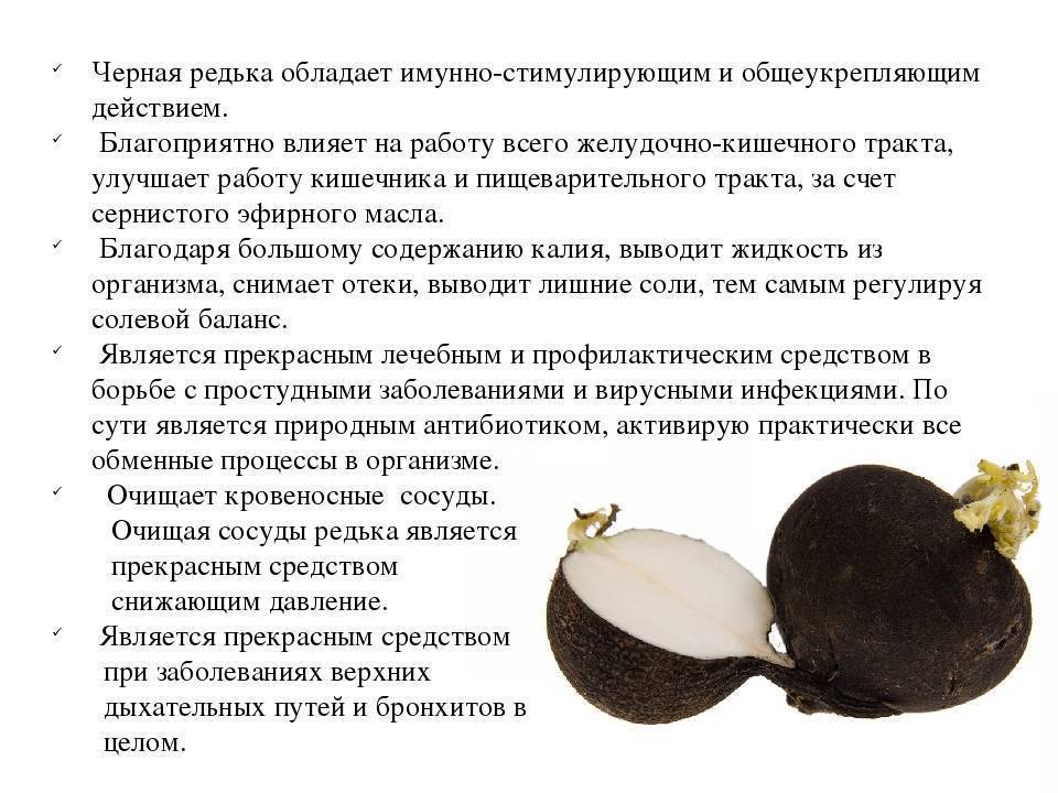 Репа: польза и вред для здоровья, калорийность, бжу, рецепты