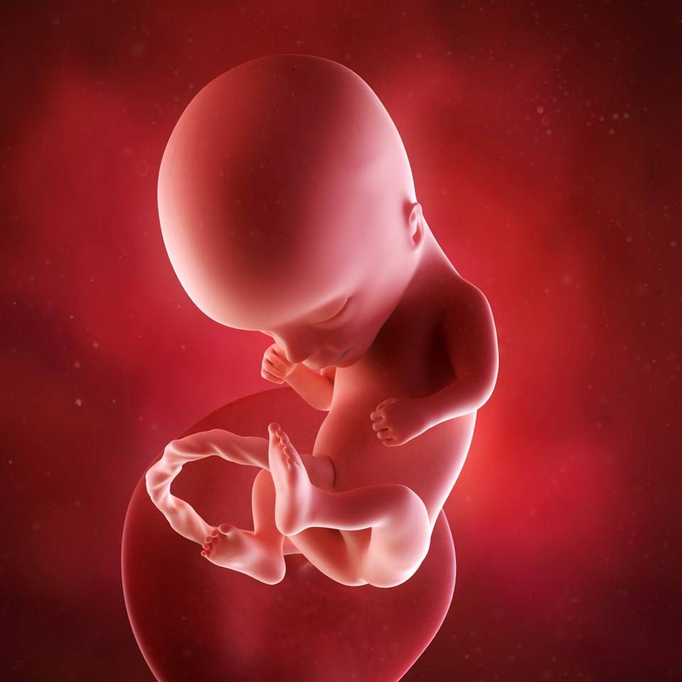 14 неделя беременности: ощущения в животе, размер плода, фото узи, видео