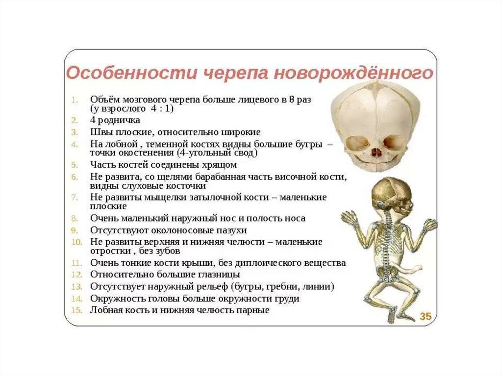 Сколько костей в человеческом теле