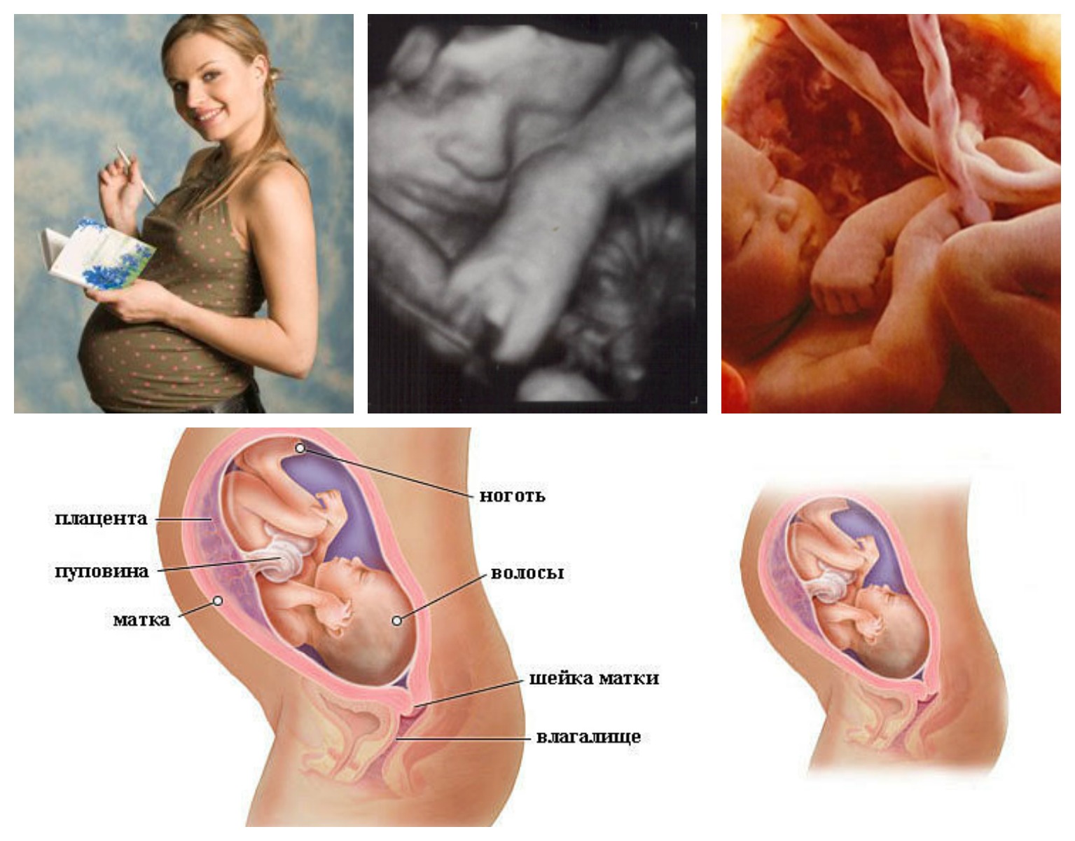 32 неделя беременности. календарь беременности   | материнство - беременность, роды, питание, воспитание