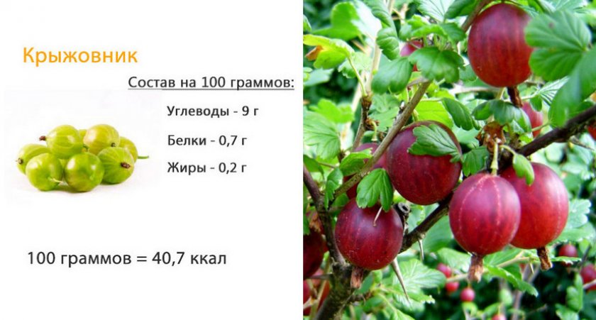 С какого возраста можно крыжовник ребенку