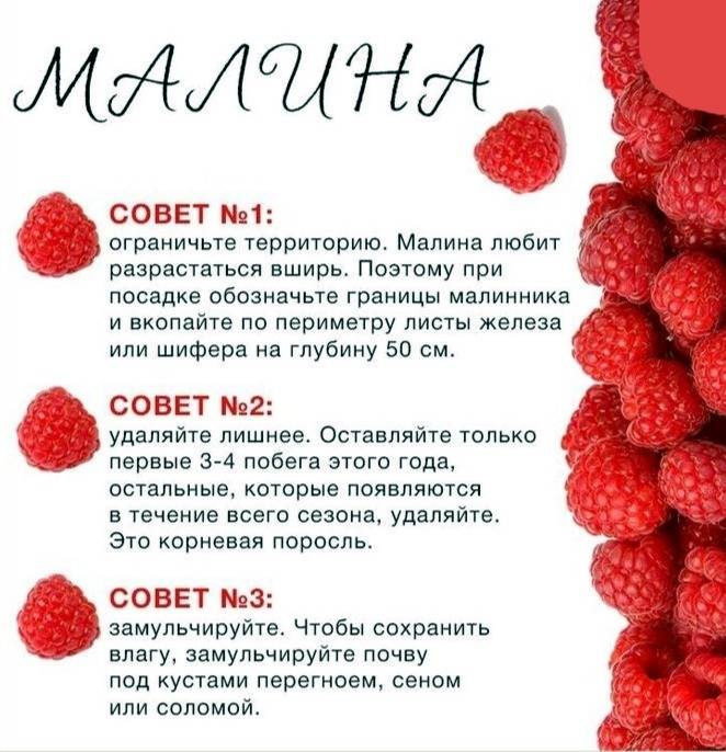Можно ли малину детям, с какого возраста, сколько