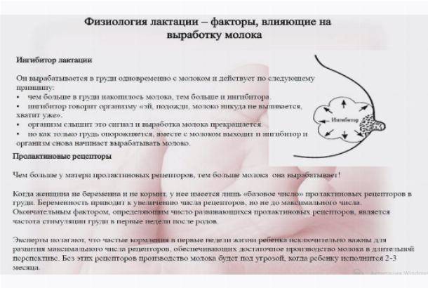 Основные методы увеличения лактации