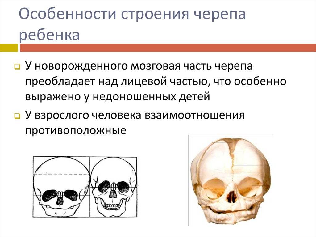 Кости новорождённого