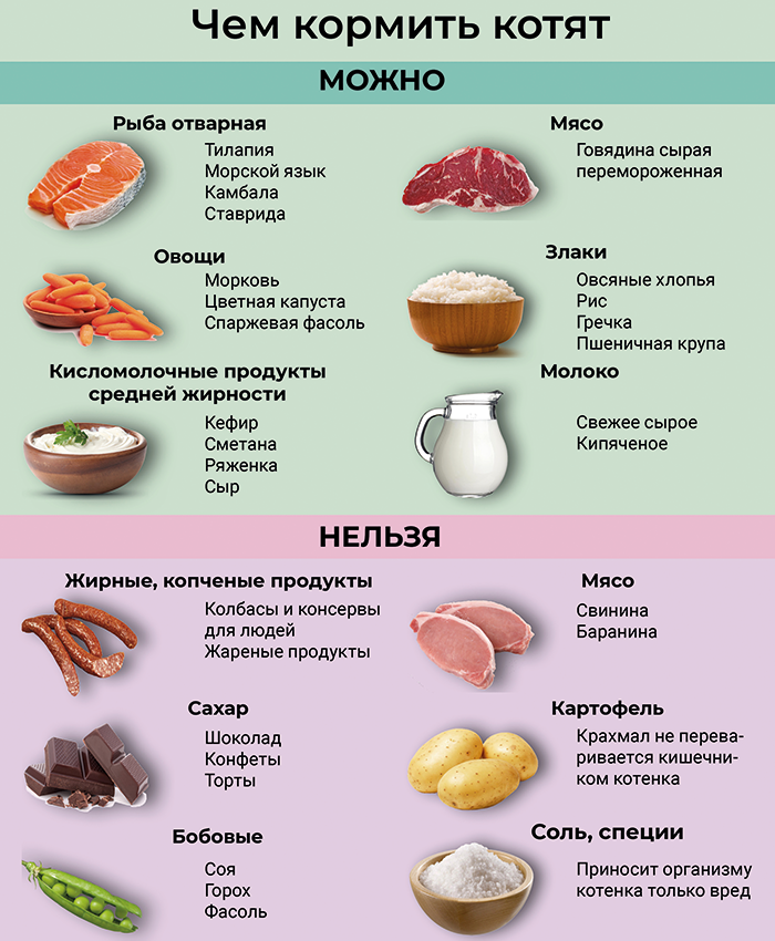 Можно ли детям сыр: какой, с какого возраста, сколько