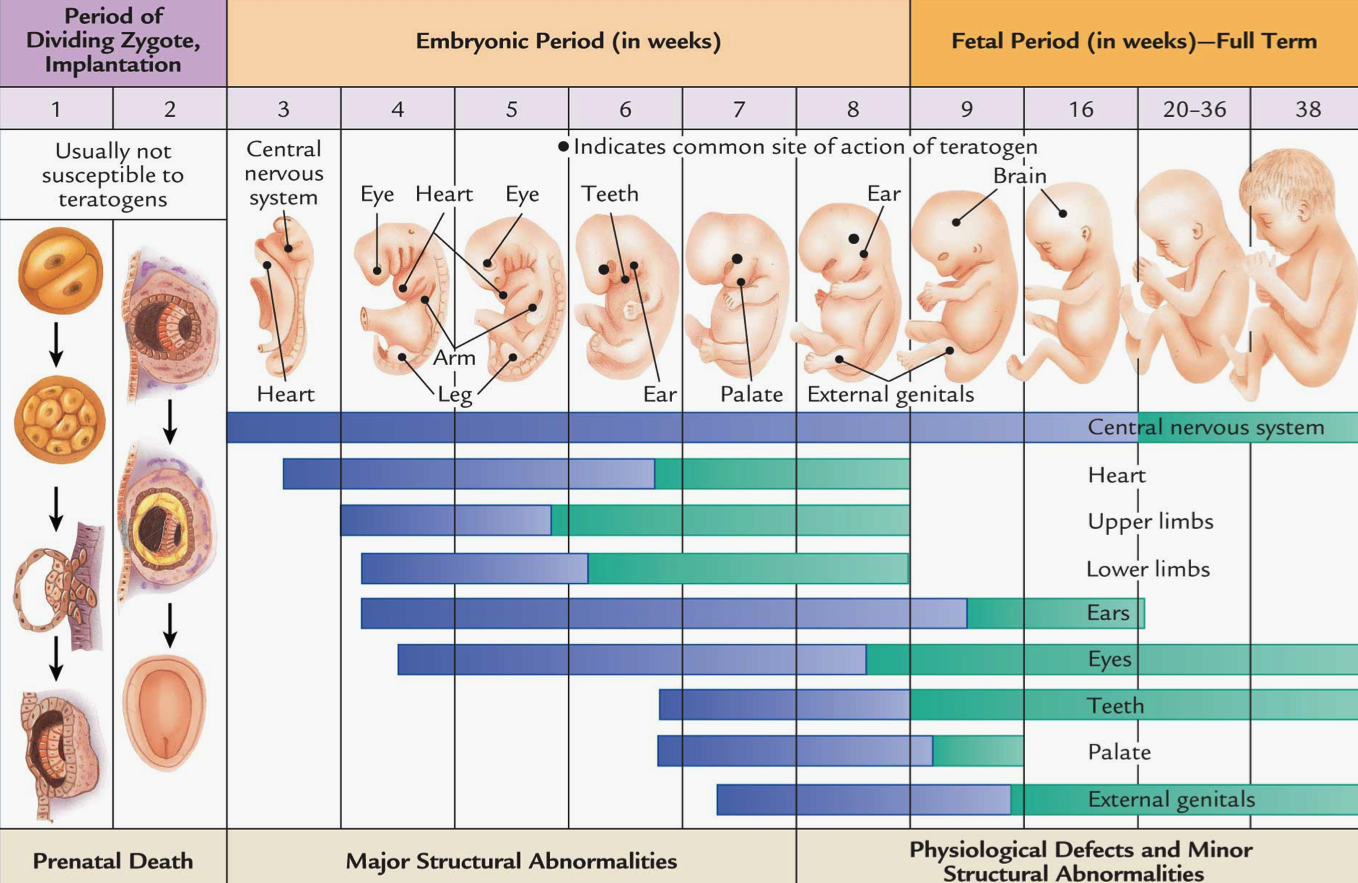 Беременность развитие и роды