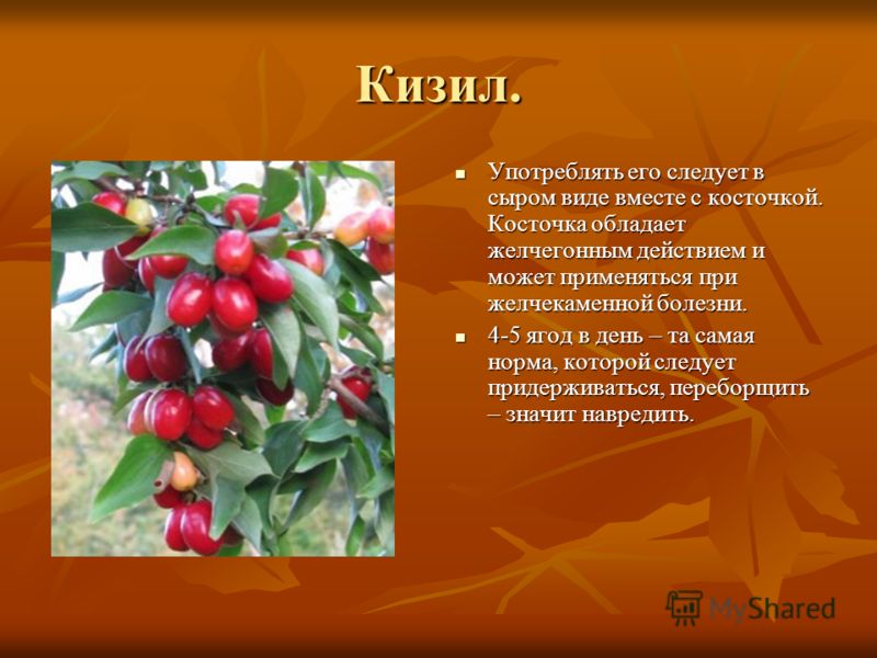 Кизил ягоды полезные свойства CoffMachines.ru