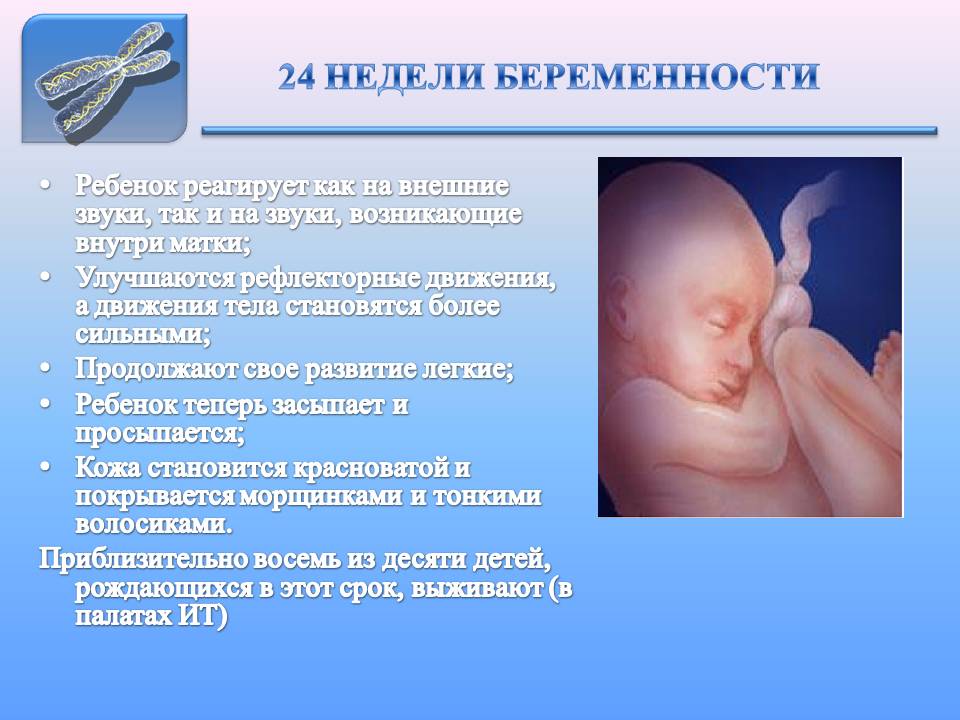 24 неделя беременности