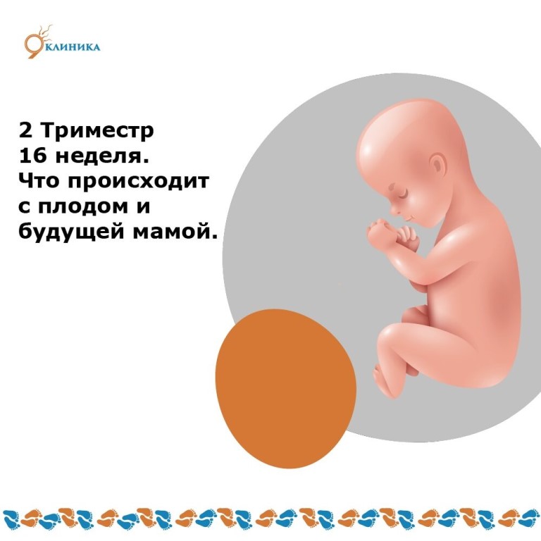 16 неделя беременности