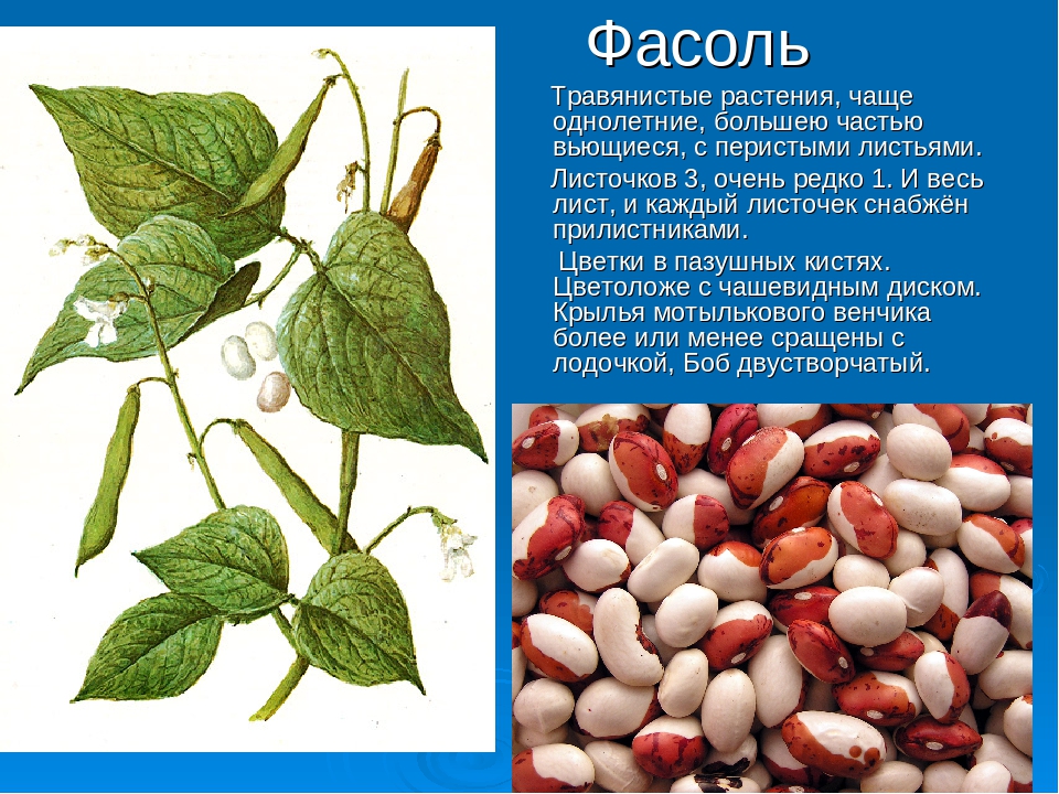 Можно ли фасоль кормящей маме: стручковую, зеленую | nail-trade.ru