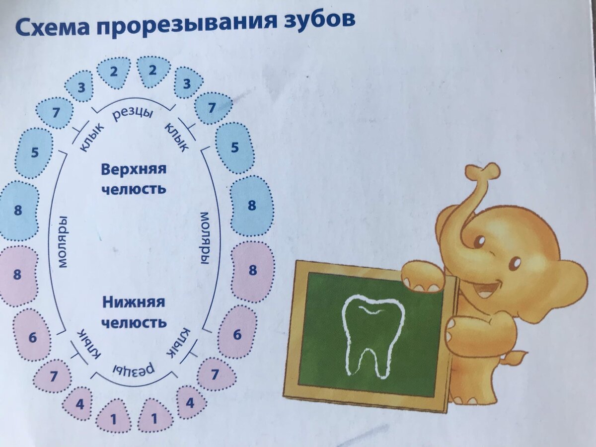 24 зуба у детей
