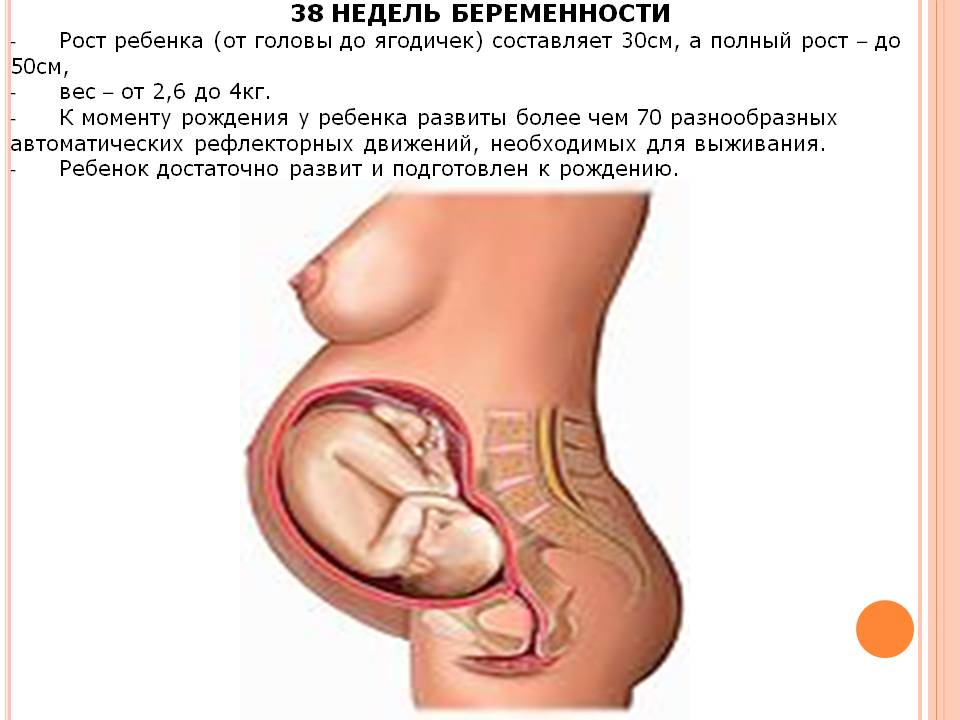 27 Неделя Беременности Фото Плода Вес