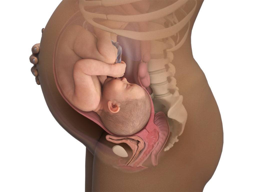 23 неделя беременности: что происходит с малышом и мамой, развитие плода и ощущения