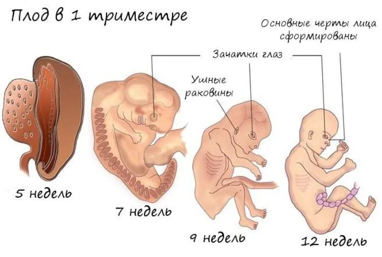 14 доказательств того, что беременность – это чудо - мамсила