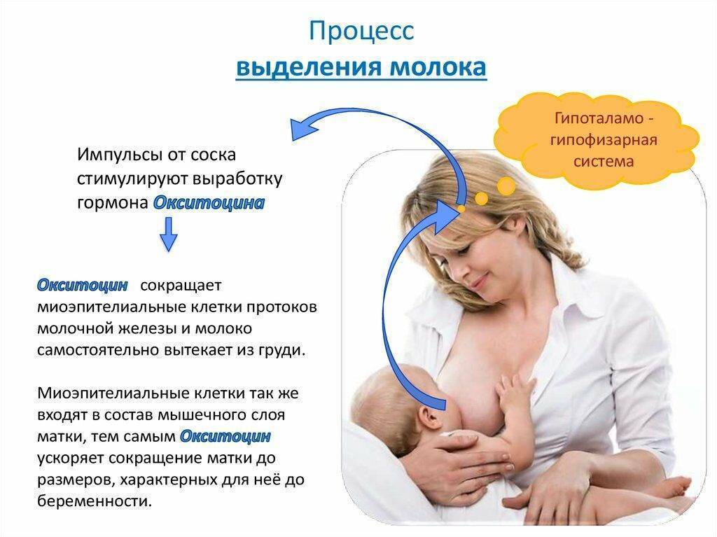 Во время кормления мать. Механизм выработки грудного молока. Выработка молока у женщин. Влияние грудного вскармливания. Процесс образования грудного молока.