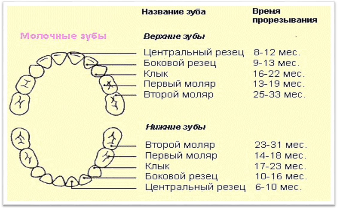 Зубы ребенка схема прорезывания зубов. Схема прорезывания молочных зубов у детей до 2 лет. Молочные зубы порядок прорезания. Схема вылезания молочных зубов.