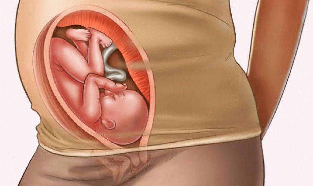 Акушерская двадцать девятая неделя беременности: вес, рост малыша, фото животика и рацион питания женщины