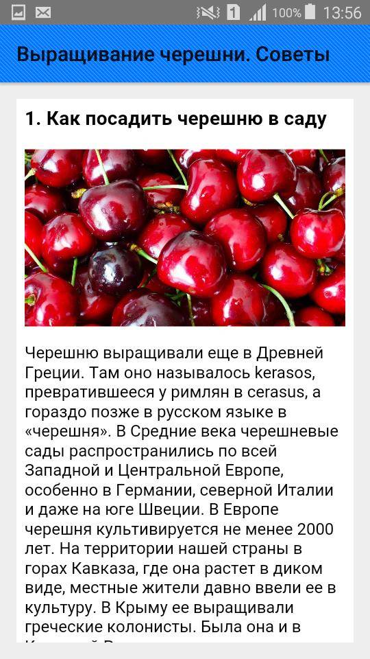 Черешня в детском питании- энциклопедия детское питание