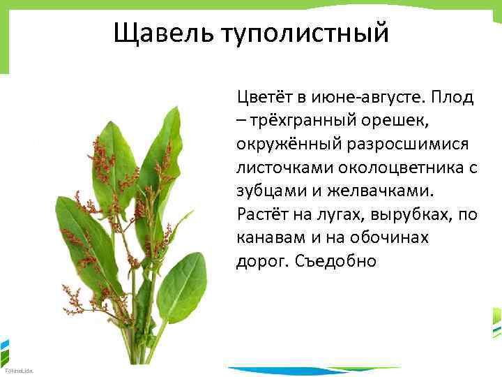 Щавель при грудном вскармливании - польза или вред?