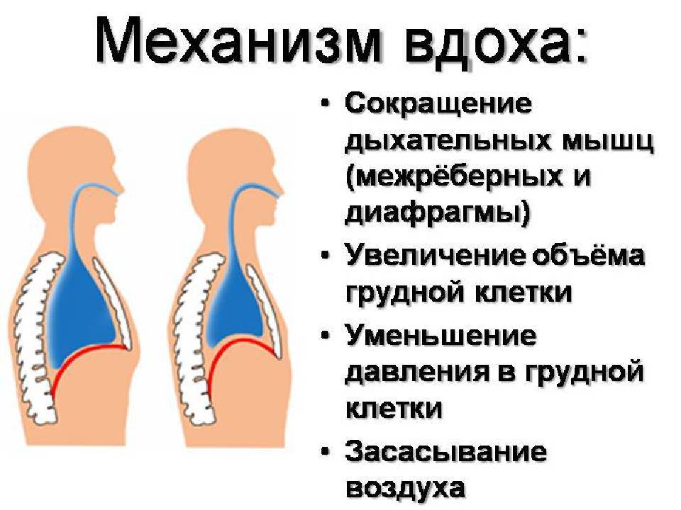 У ребенка хриплый голос и кашель либо у малыша есть хрипы в горле, но он не кашляет: что делать?