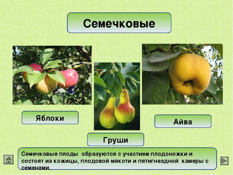 К плодовым растениям относятся. Семечковые плоды айва. Классификация семечковых плодов. Классификация семечковых и косточковых плодов. Косточковые плоды схема.