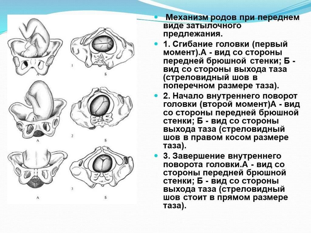 Расположение плода в акушерстве