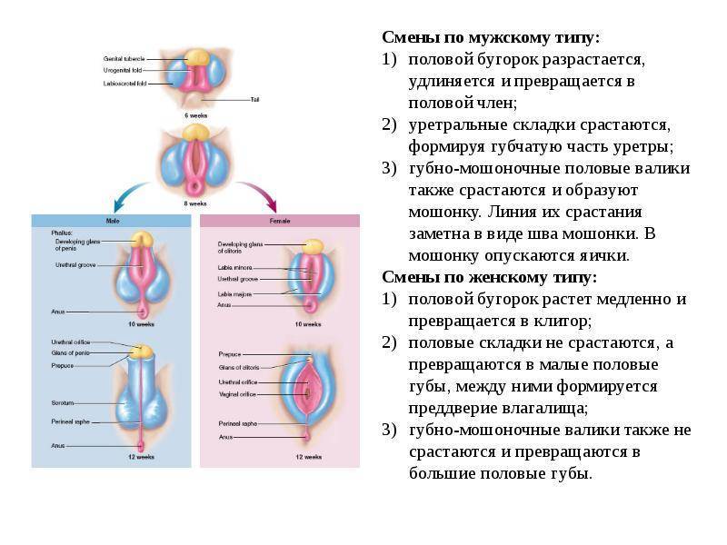 Синехии у девочек — причины, симптомы лечение синехий малых половых губ у девочек