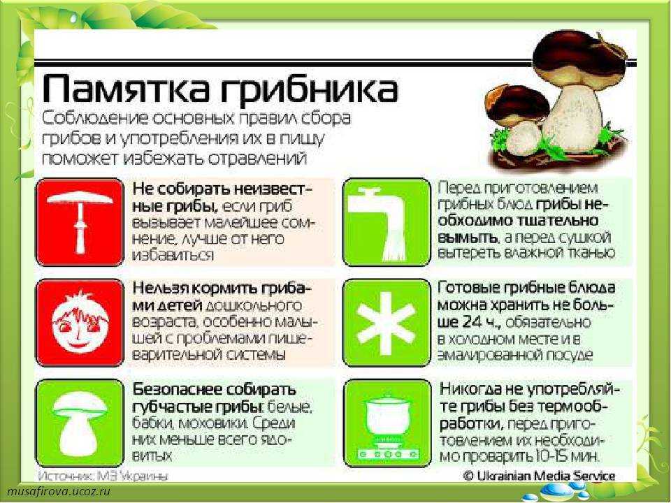 Можно ли детям грибы: важная информация для здоровья