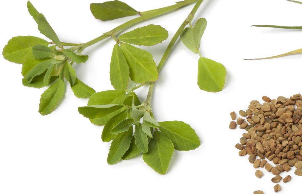 Семена пажитника – применение в лечебных целях