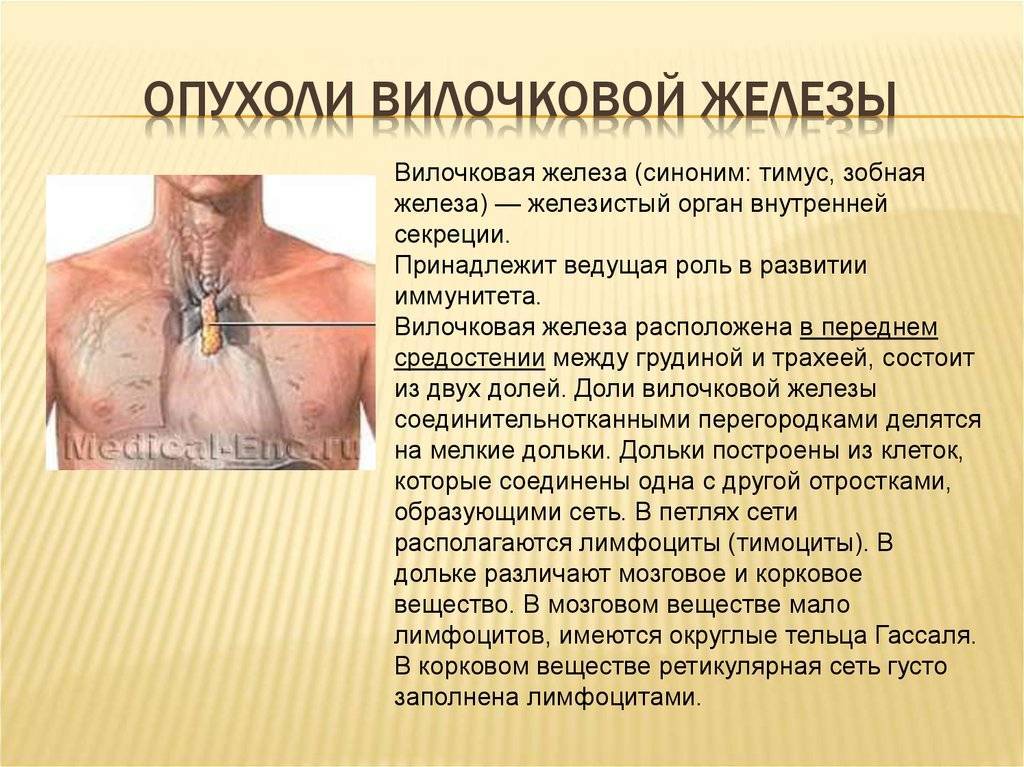 Вилочковая Железа У Детей Где Находится Фото