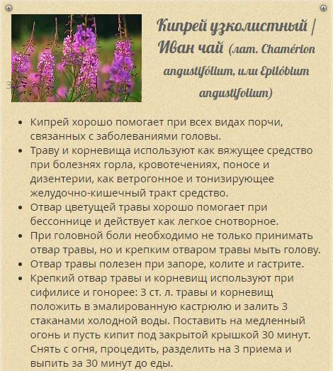 С какого возраста детей можно поить «иван-чаем» и какая от него польза