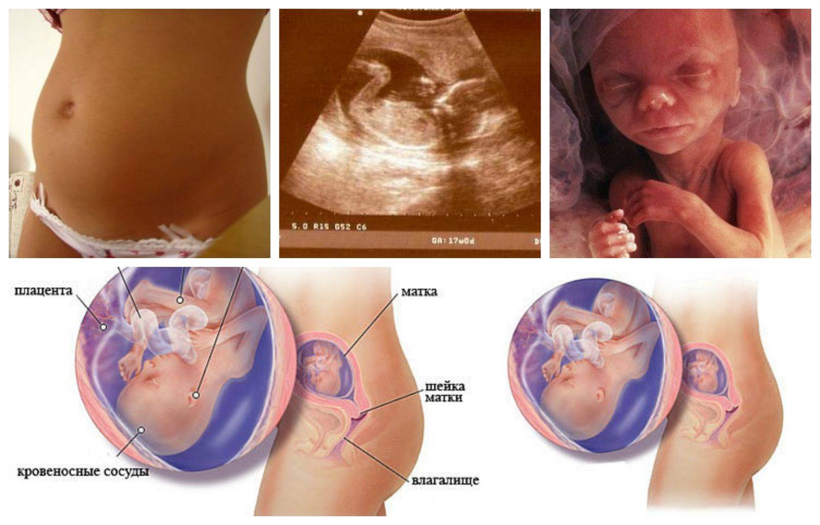16 неделя беременности: что происходит в женском организме, фото ребёнка на узи, его развитие и размер