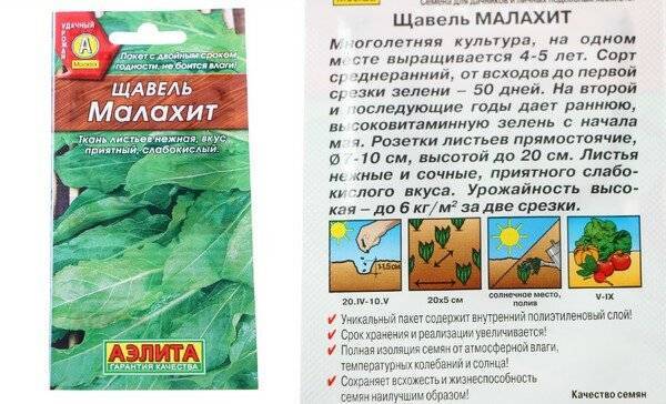 Можно ли детям щавель, сколько, с какого возраста