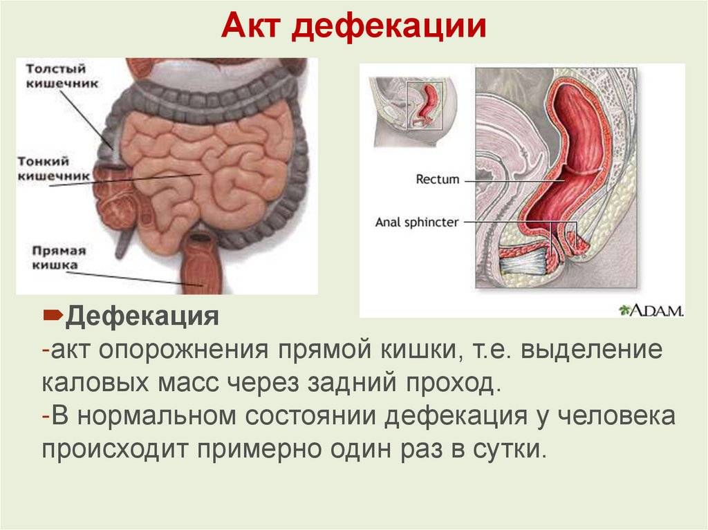 Анальная трещина у ребенка 2 и 3 лет и ее лечение, диета при анальной трещине